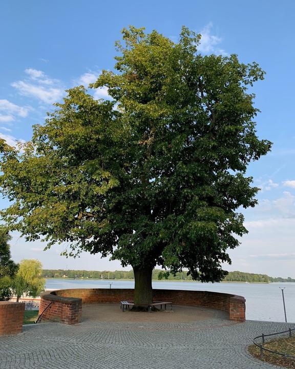 Zur Wichmannlinde